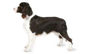 English Springer Spaniel DNA Health Panel