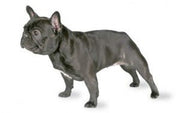 French Bulldog DNA Health Panel