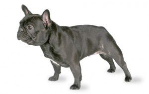 French Bulldog DNA Health Panel