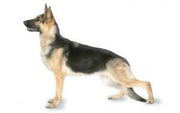 German Shepherd DNA Health Panel