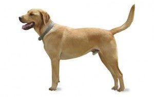 Goldador DNA Health Panel - The Pet Genetics Lab