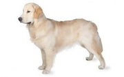 Golden Retriever DNA Health Panel - The Pet Genetics Lab