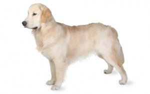 Golden Retriever DNA Health Panel