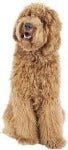 Goldendoodle DNA Health Panel
