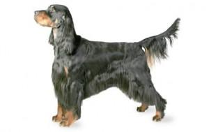 Gordon Setter DNA Health Panel