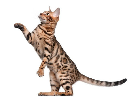 Health Panel: Bengal - The Pet Genetics Lab