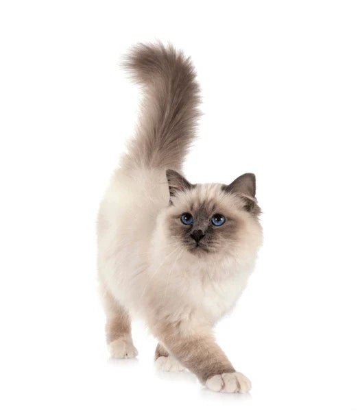 Health Panel: Birman - The Pet Genetics Lab