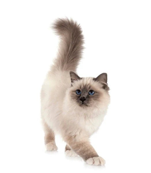 Health Panel: Birman - The Pet Genetics Lab