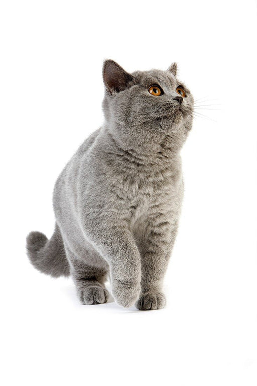 Health Panel: British Short / Long Hair - The Pet Genetics Lab