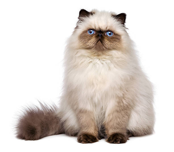 Health Panel: Persian - The Pet Genetics Lab