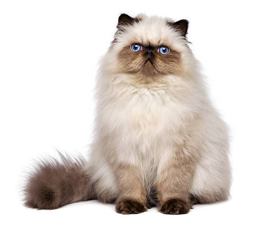 Health Panel: Persian - The Pet Genetics Lab