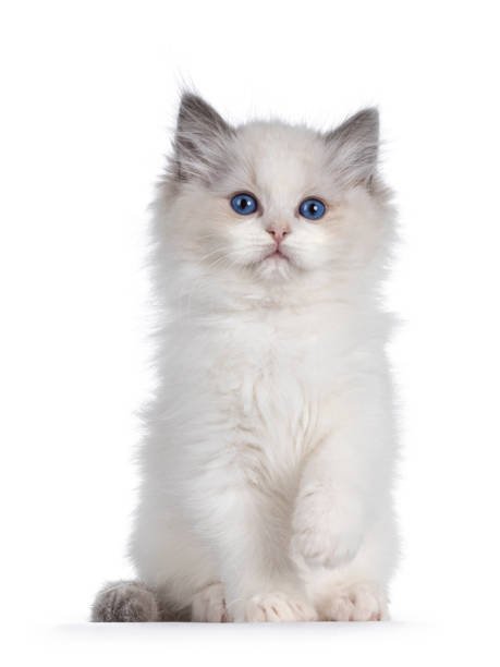 Health Panel: Ragdoll - The Pet Genetics Lab