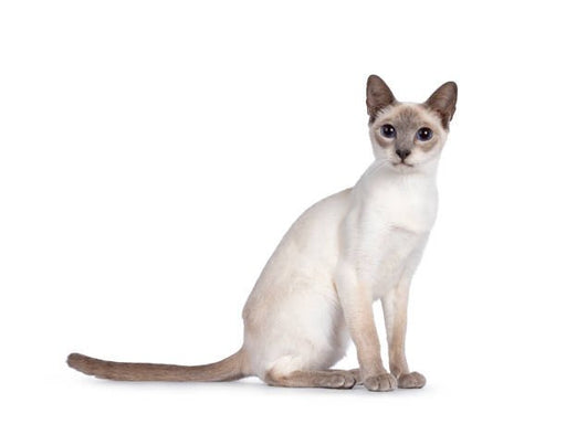 Health Panel: Siamese - The Pet Genetics Lab