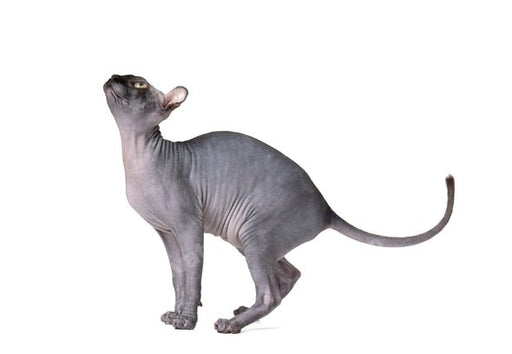 Health Panel: Sphynx - The Pet Genetics Lab