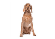 Hungarian Wire Haired Vizsla DNA Health Panel