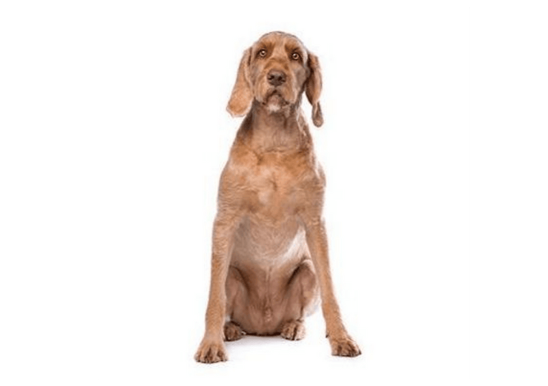 Hungarian Wire Haired Vizsla DNA Health Panel