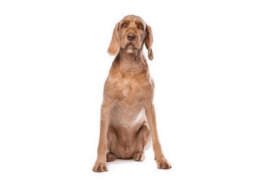 Hungarian Wire Haired Vizsla DNA Health Panel - The Pet Genetics Lab