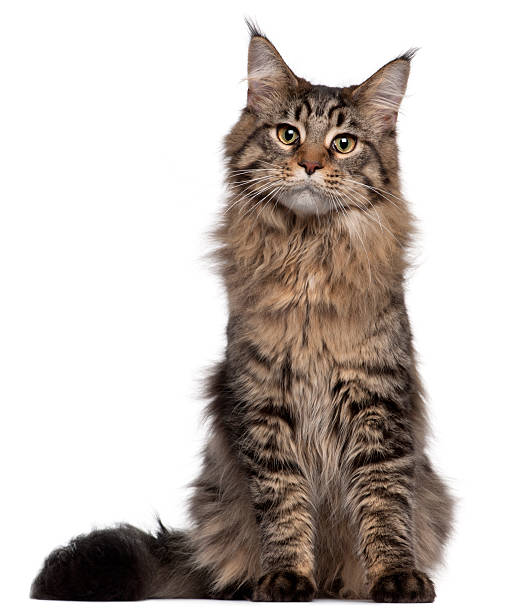 Health Panel: Maine Coon