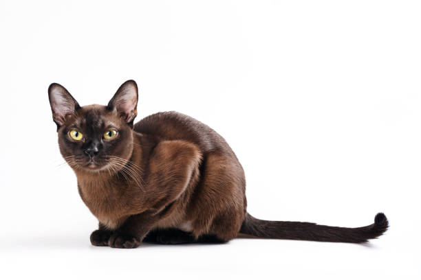 Cat Coat Colour Panel