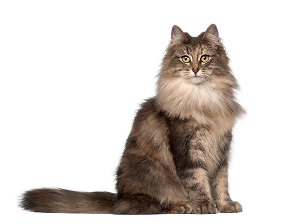 Health Panel: Norwegian Forest