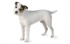 Jack Russell Terrier DNA Health Panel