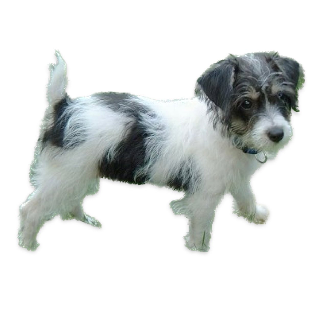Jackapoo DNA Health Panel - The Pet Genetics Lab