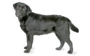 Labrador DNA Health Panel