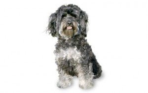 Maltipoo DNA Health Panel