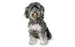 Foresight Health® Maltipoo