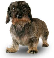 Miniature Wire-Haired Dachshund DNA Health Panel