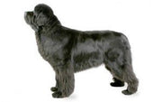 Newfoundland DNA Health Panel - The Pet Genetics Lab