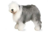 Old English Sheepdog DNA Health Panel