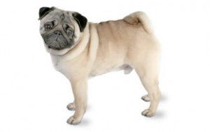 Pug DNA Health Panel