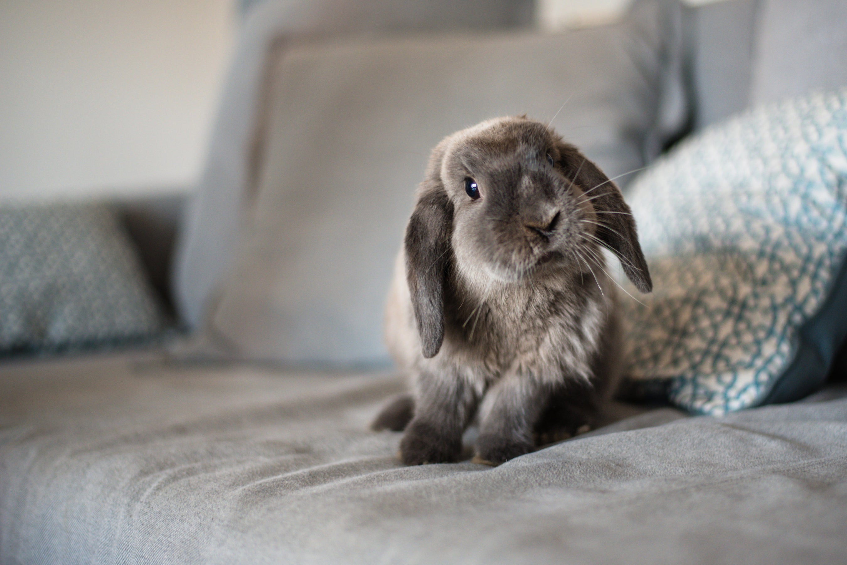 DNA Health Testing UK | The Pet Genetics Lab