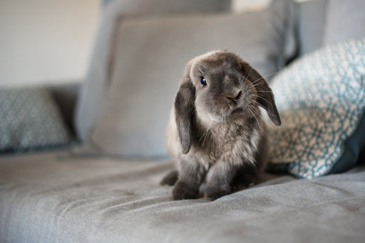 Rabbit sexing DNA test - The Pet Genetics Lab