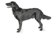 Retriever obesity risk - The Pet Genetics Lab