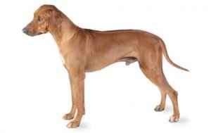 Rhodesian Ridgeback DNA Health Panel