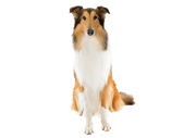 Rough Collie DNA Health Panel
