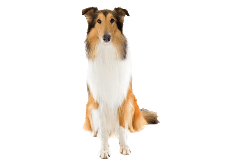 Rough Collie DNA Health Panel