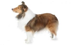Shetland Sheepdog DNA Health Panel