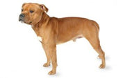 Staffordshire Bull Terrier DNA Health Panel
