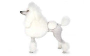 Standard Poodle DNA Health Panel