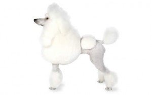 Standard Poodle DNA Health Panel