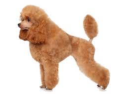 Toy Poodle DNA Health Panel