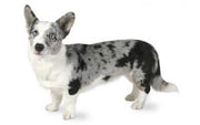 Welsh Corgi (Cardigan) DNA Health Panel