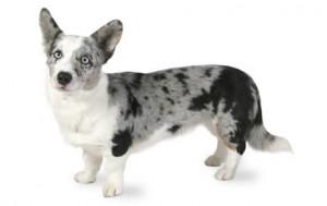 Welsh Corgi (Cardigan) DNA Health Panel