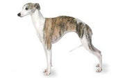 Whippet DNA Health Panel