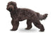 Foresight Health® Barbet