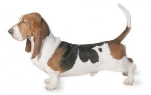 Basset Hound DNA Health Panel - The Pet Genetics Lab