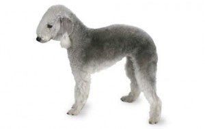 Bedlington Terrier DNA Health Panel - The Pet Genetics Lab